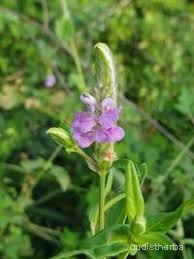 Rungia repens flower3.jpg